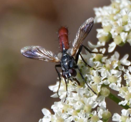 Cylindromyia bicolor
